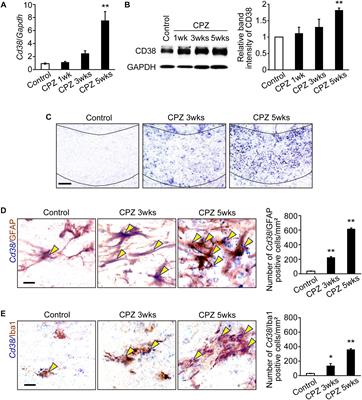 Deletion of CD38 Suppresses Glial Activation and Neuroinflammation in a Mouse Model of Demyelination